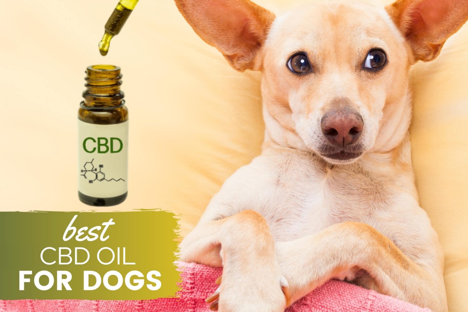 Best CBD Oil For Dogs A Cure For Arthritis, Anxiety, Pain