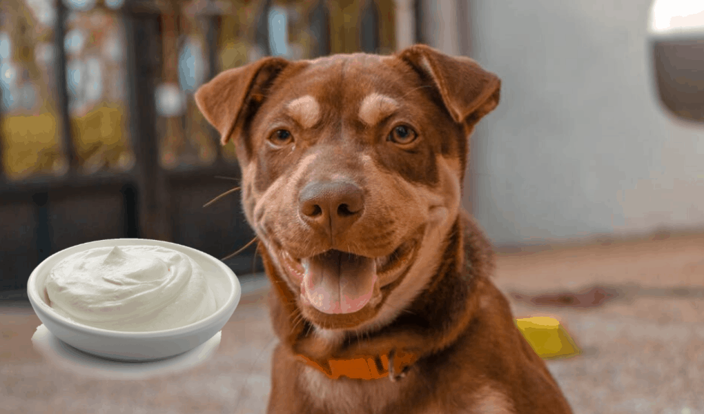 View of Best Probiotics For Dogs: Achieve Optimal Dog Digestion & Overall ...