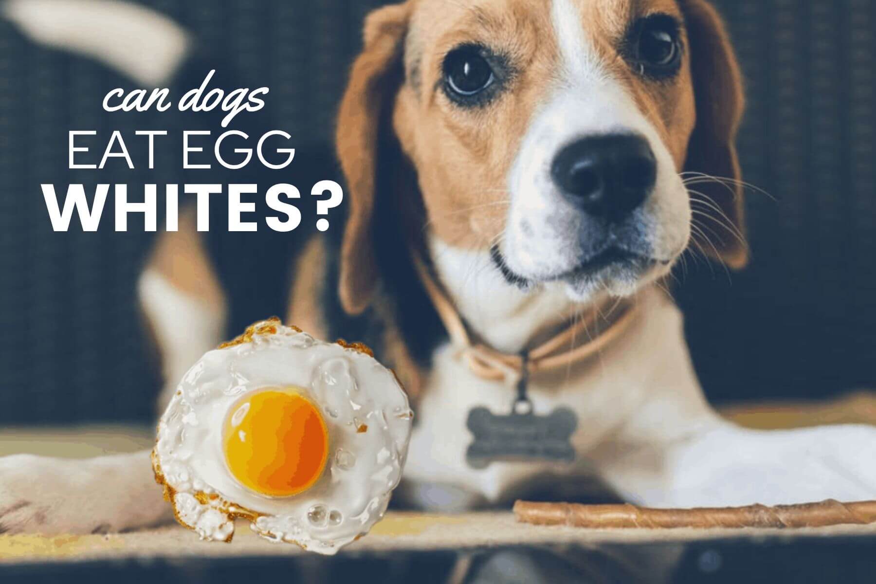 do eggs make a dog's coat shiny