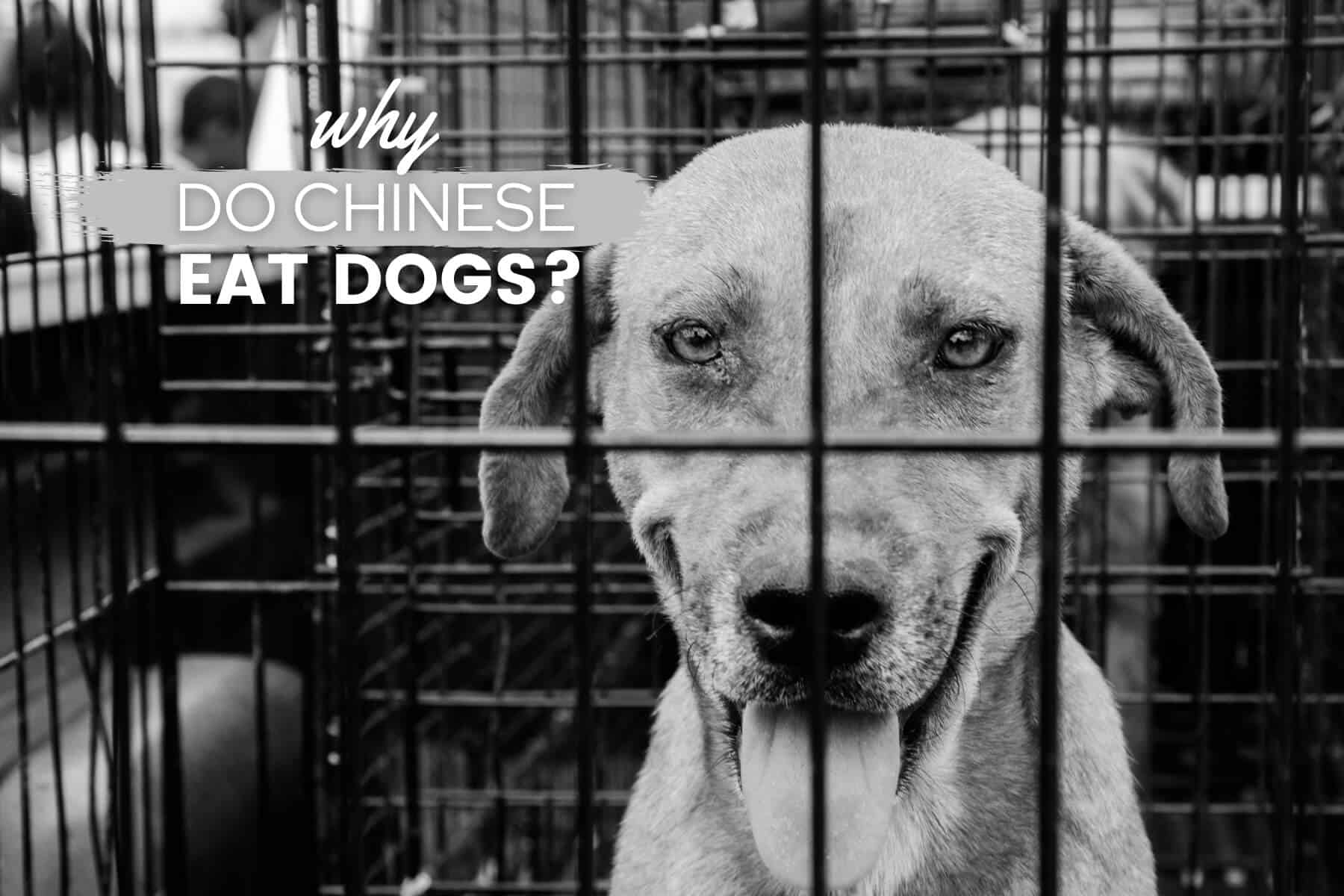 why dog Chinese eat dogs