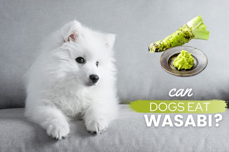 Can Dogs Eat Wasabi: Bad or Good? Are Wasabi Peas Safe For Dogs?
