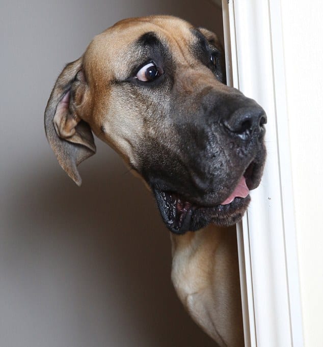 What Kind of Dog Breed Is Scooby-Doo? A Great Dane? (The Truth