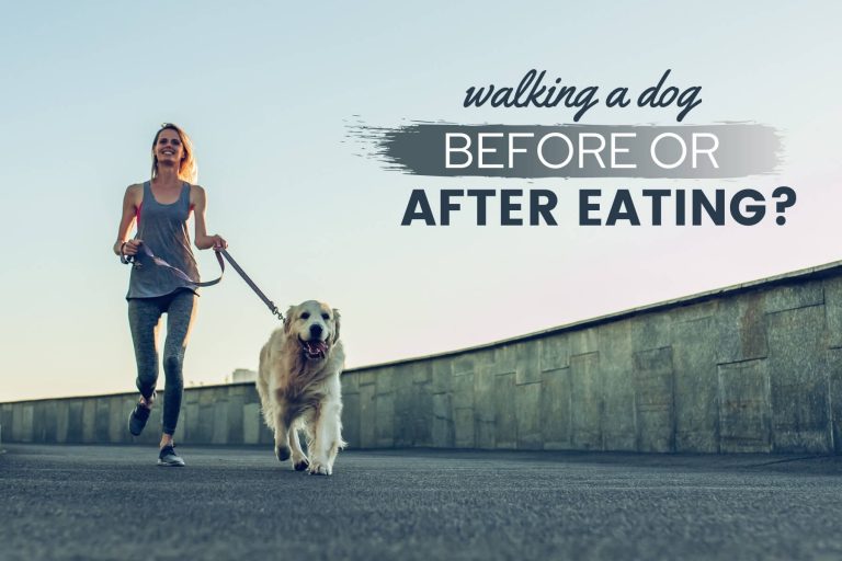 Walking A Dog Before or After Eating: Risks, Benefits & More