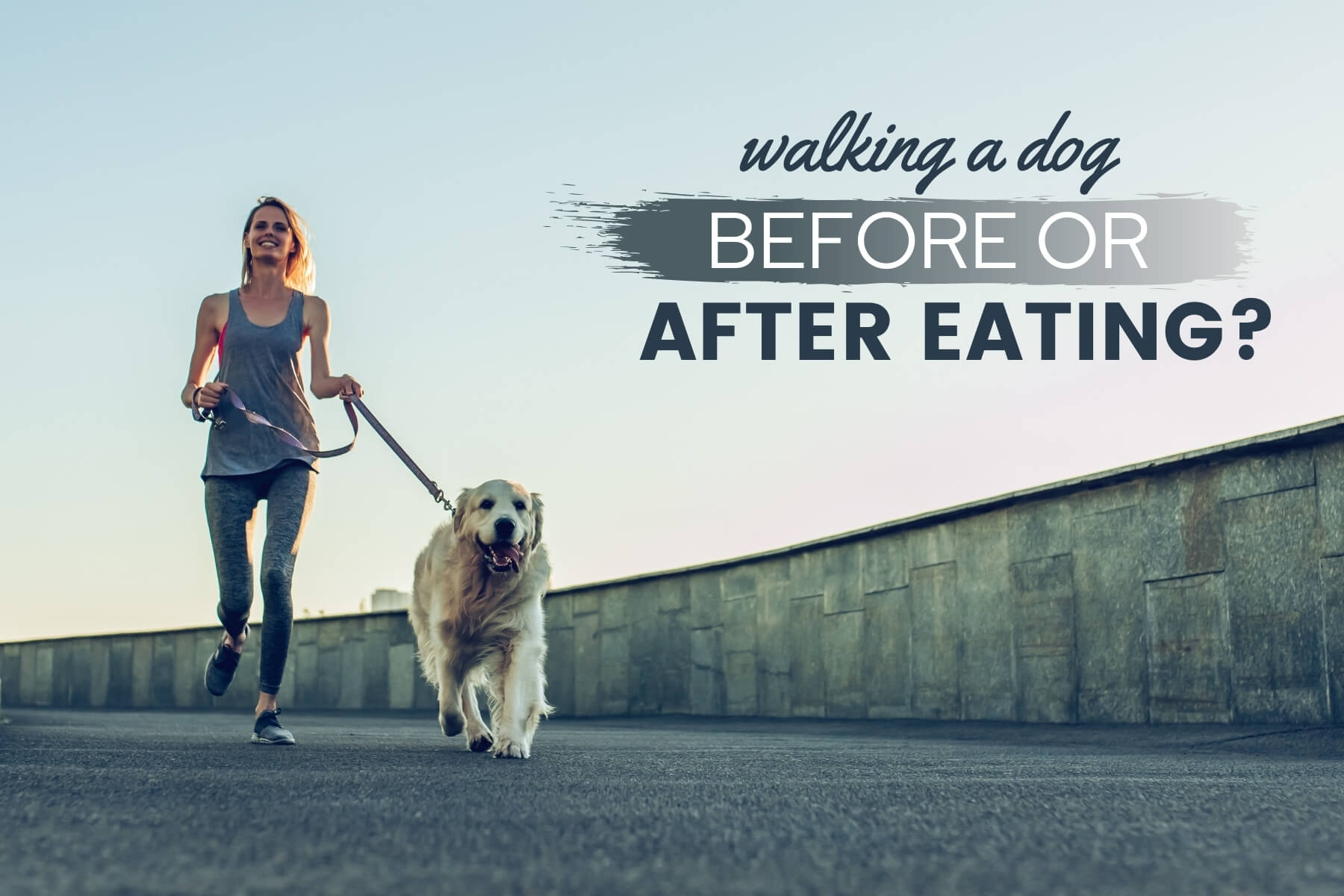 how many calories does a dog burn walking