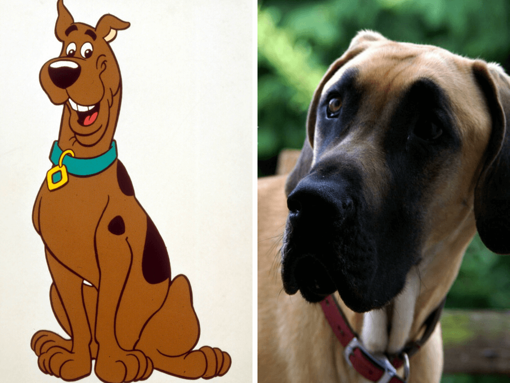 What Kind of Dog Breed Is Scooby-Doo? A Great Dane ...