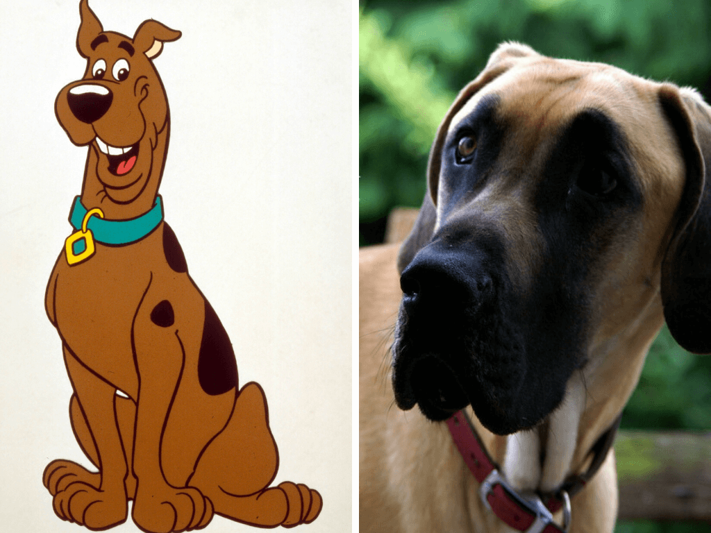 scooby doo pa pa dog