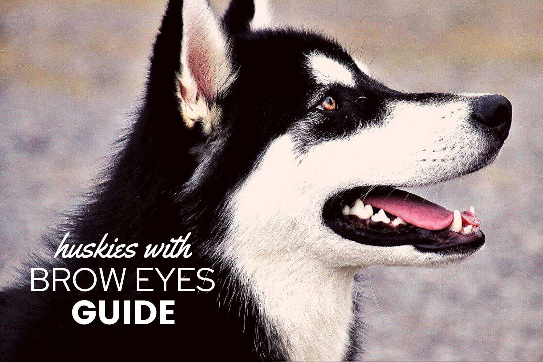 Siberian Husky Eyes Different Color update berita