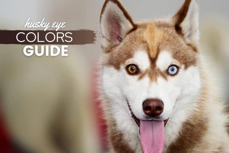 Huskies With Bown Eyes: Why Is a Husky Brown-Eyed or Blue-Eyed? (Explained)