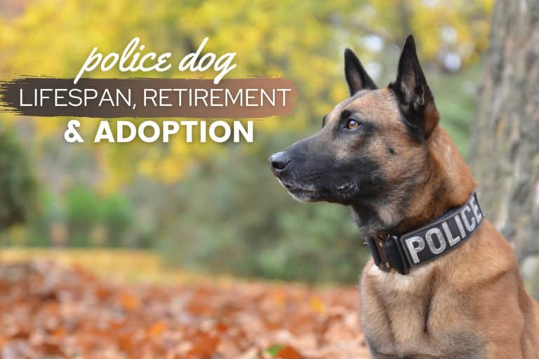 Police Dog Lifespan: How Long K9s Work & Live? Retirement Age & Adoption