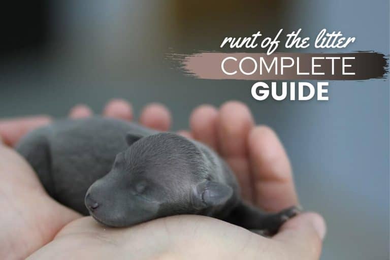 Runt of The Litter: Meaning, Pros & Cons, Personality, Development – Are Runt Puppies Bad & Stay Small?