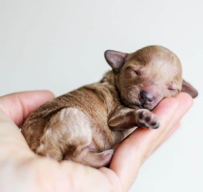 smallest puppy in the litter