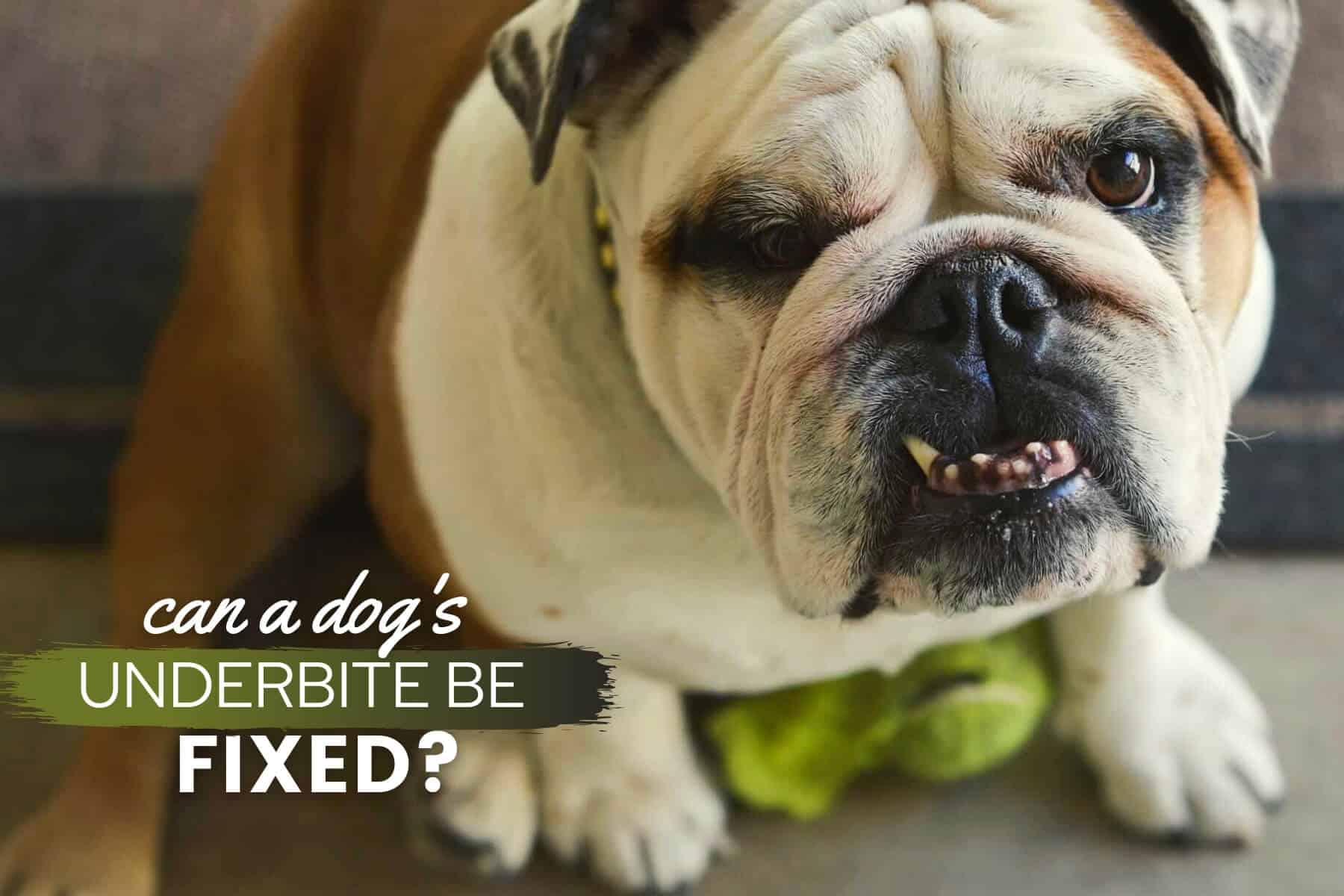 how much does it cost to treat periodontal disease in dogs