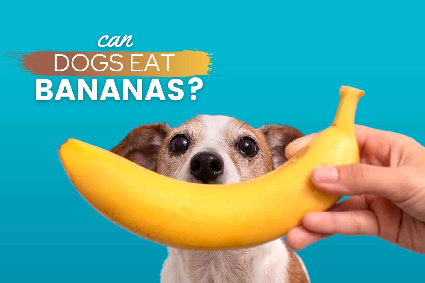 will a banana peel hurt a dog