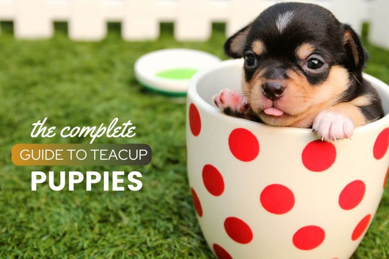 Teacup Dog Guide: How Much Teacup Puppies Cost, Price, Size, Adoption, Breeds (+Pictures)