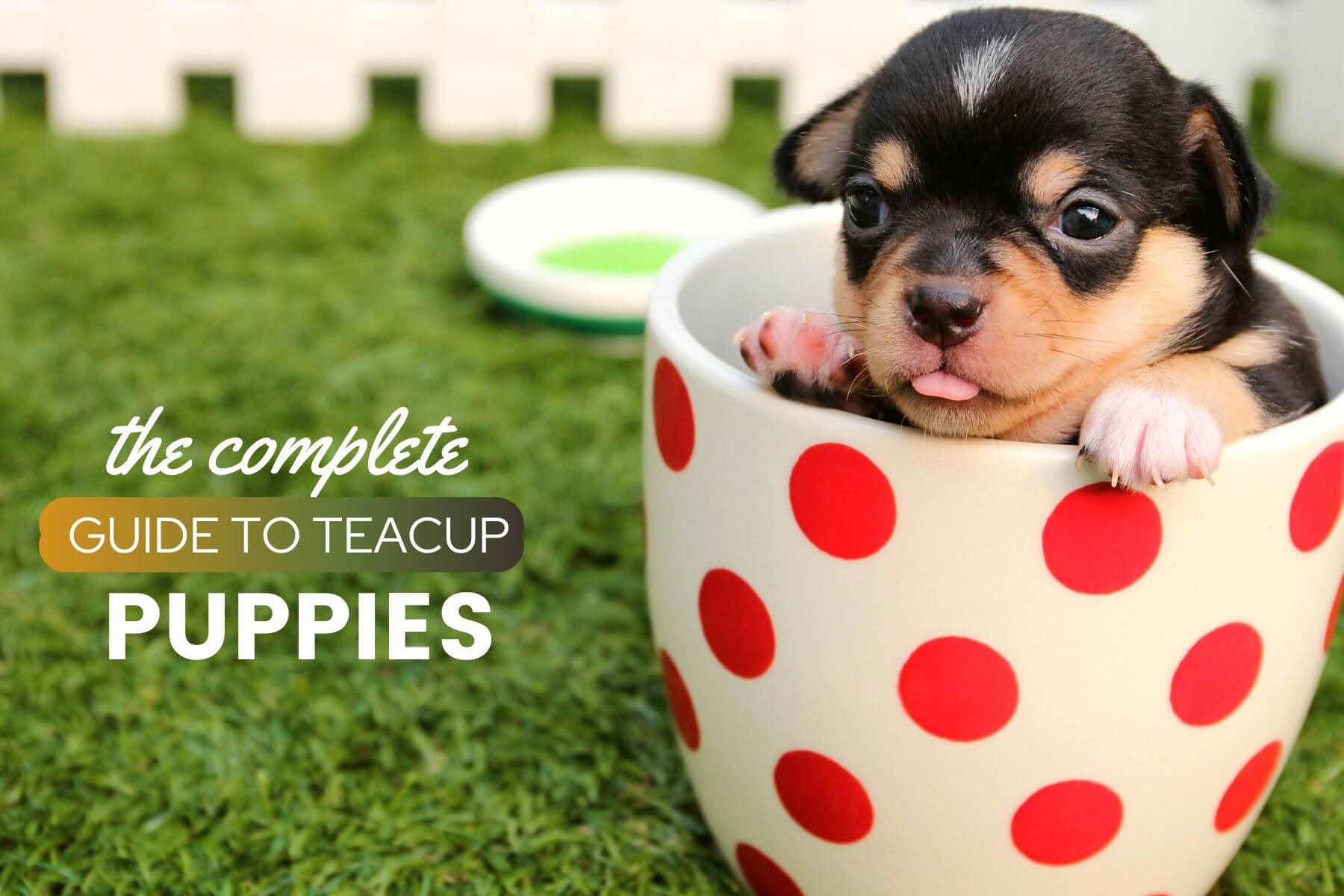 teacup puppy dogs