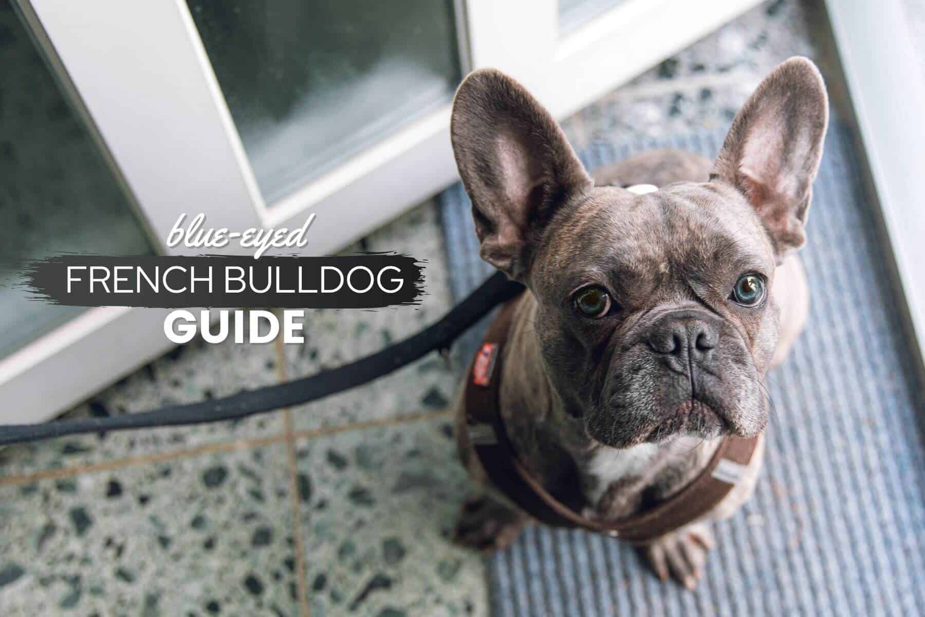 do french bulldogs have bad eyesight