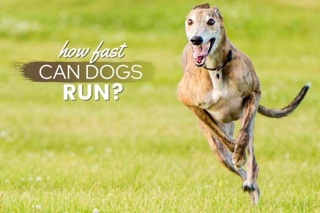 How Fast Can Dogs Run Average Dog Speed, Fastest Breeds & FAQs