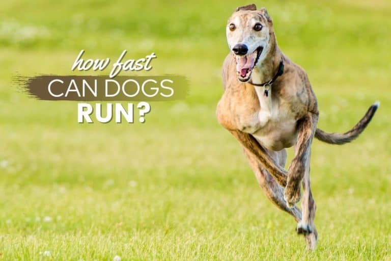 How Fast Can Dogs Run: Average Dog Speed, Fastest Breeds & FAQs