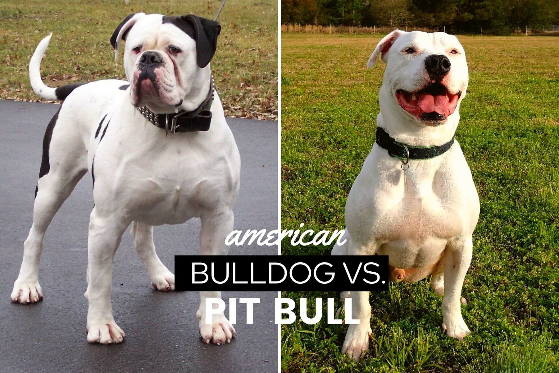 American Bulldog Vs Pit Bull Full Comparison Differences Similarities Canine Bible