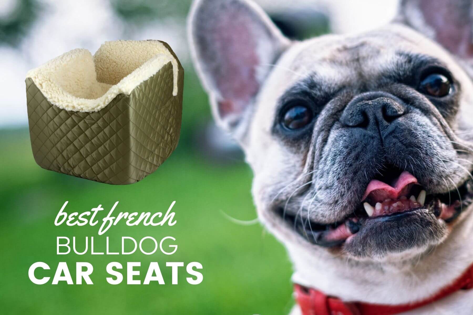 Best French Bulldog Car Seat, Harness, Seat Belts