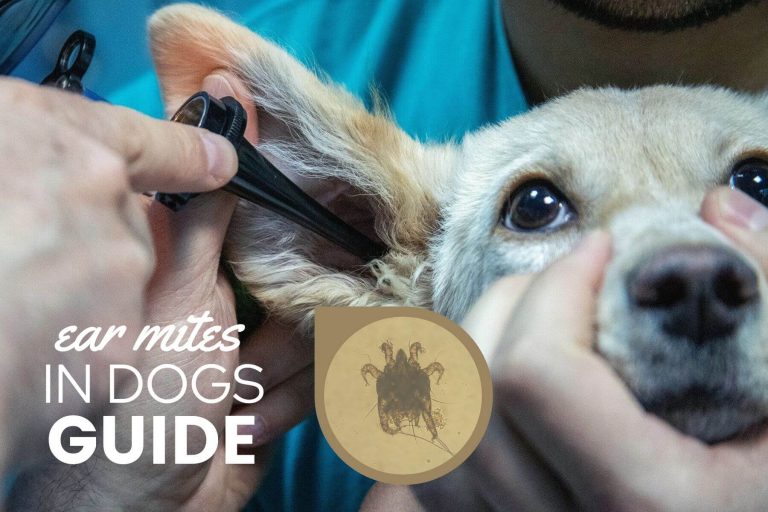 Ear Mites In Dogs: Can Vaseline Help, What They Look Like, Home Remedies & More