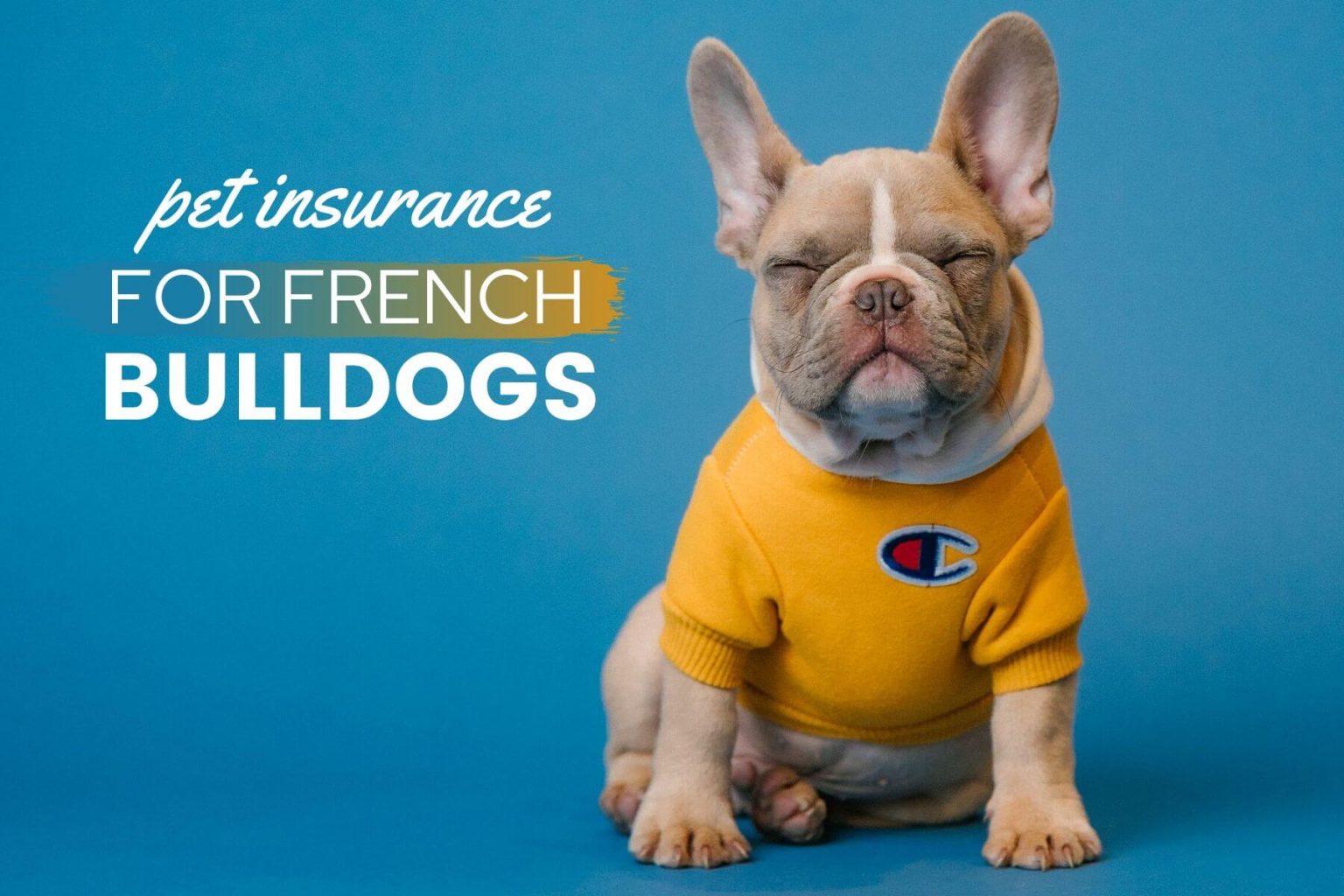 Best Pet Insurance For French Bulldogs 2020 Keep Fido