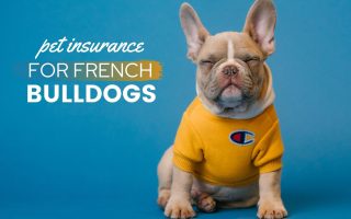best pet insurance for french bulldogs