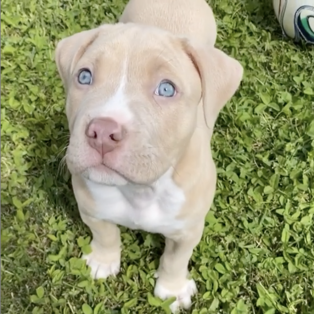blonde pit bull with blue eyes