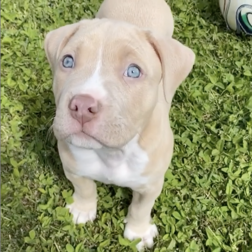 tan blue eyed pitbull