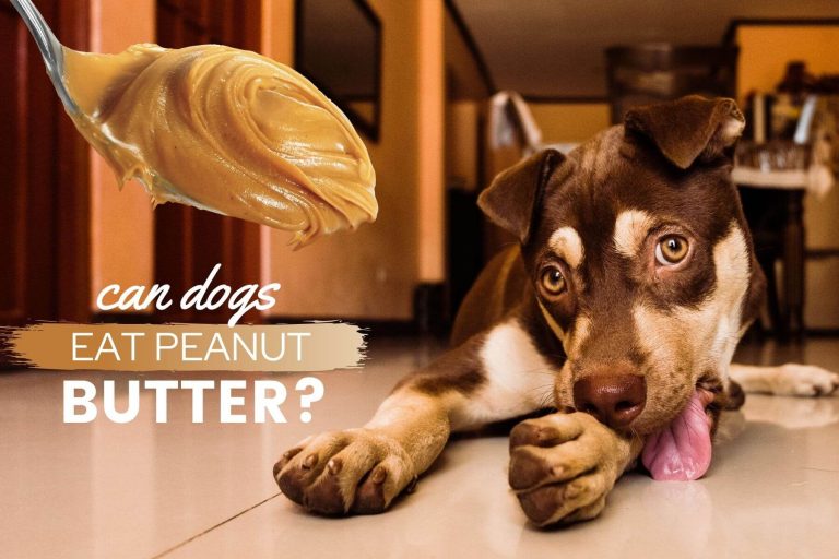 Can Dogs Eat Peanut Butter? Is It Safe, Good or Bad?