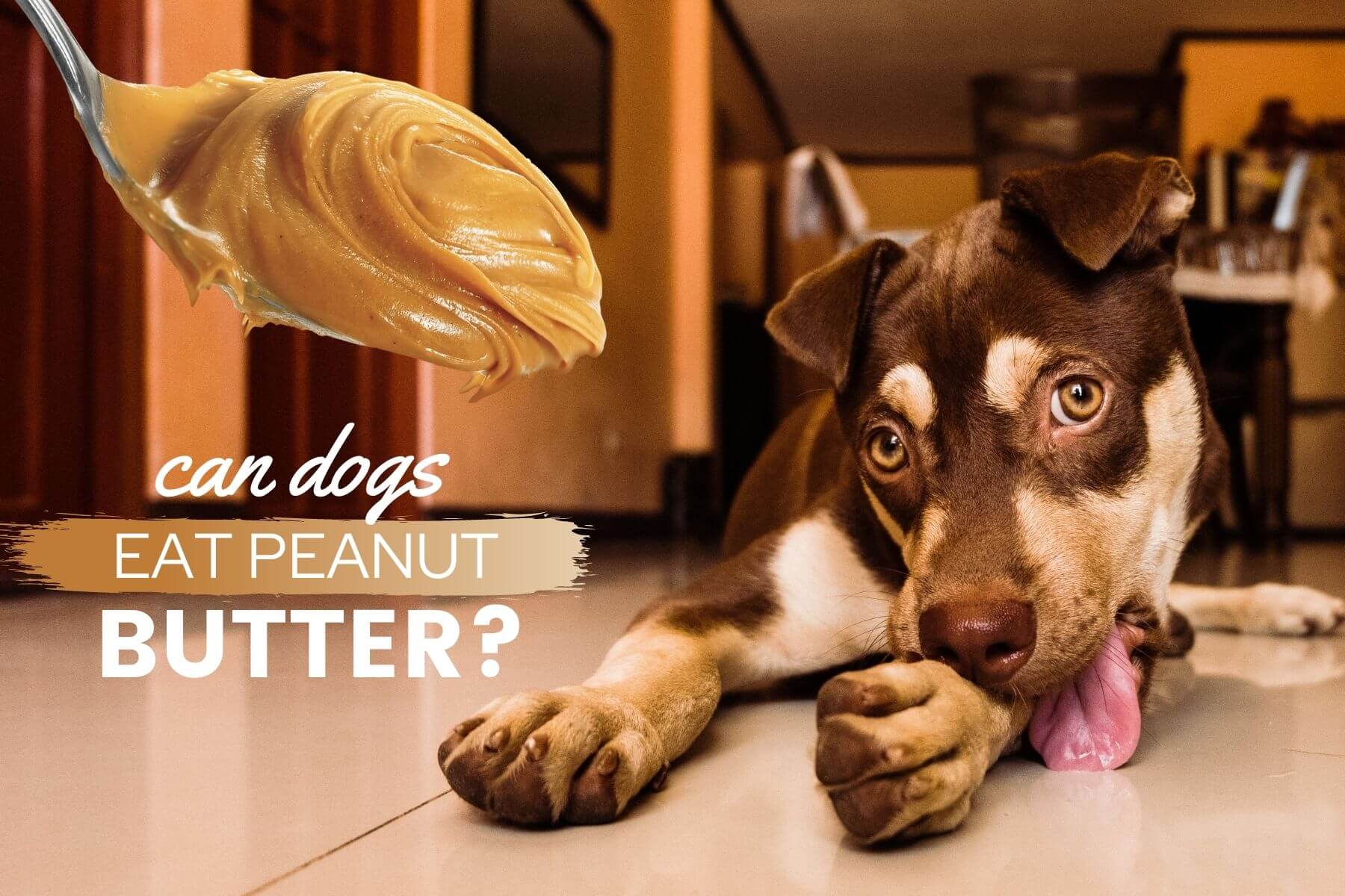 jif creamy peanut butter safe for dogs