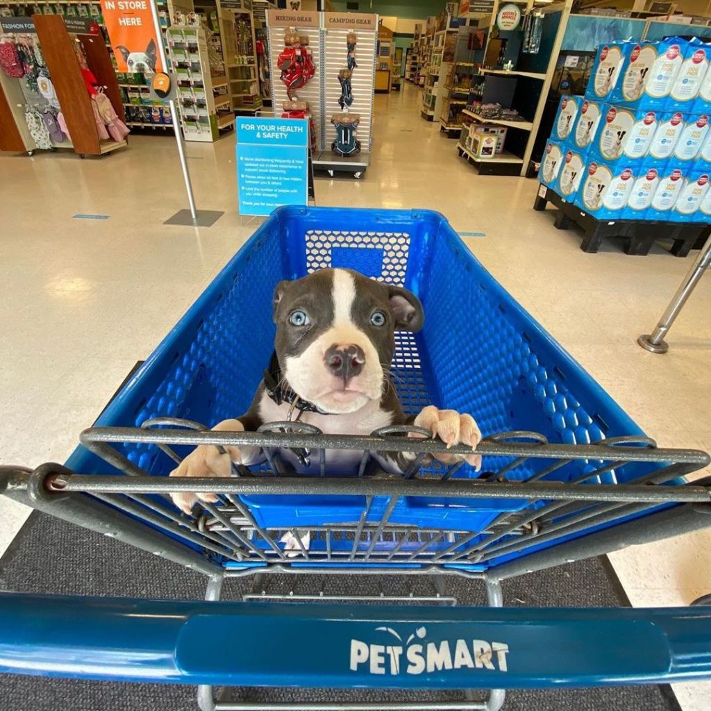 grey pit bull with blue eyes