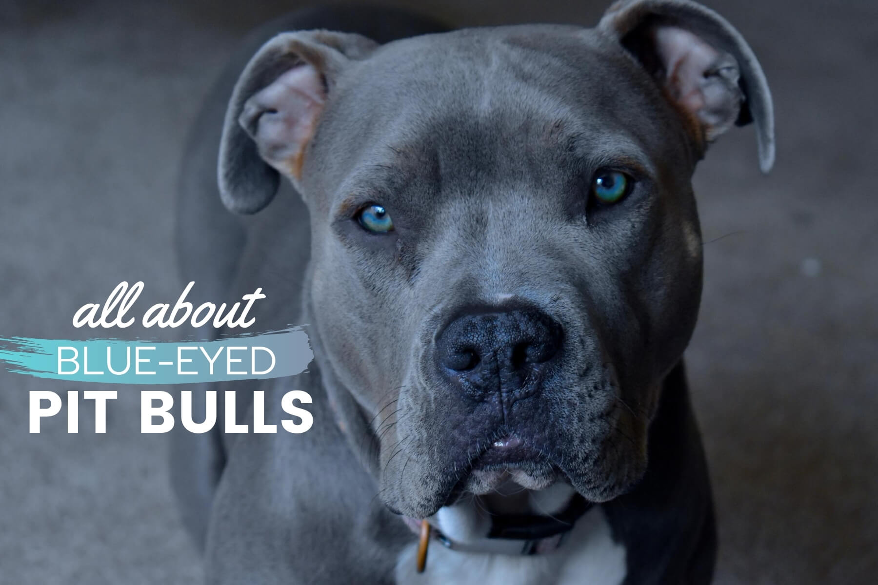 Pit Bulls With Blue Eyes Guide: Health 