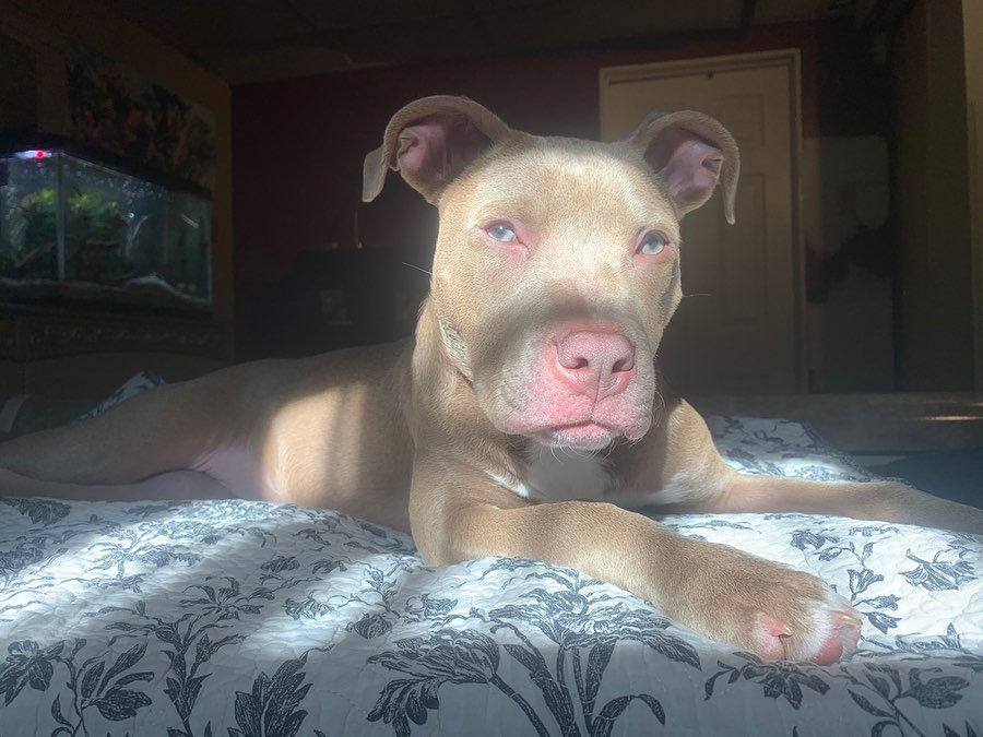tan pit bull with blue eyes