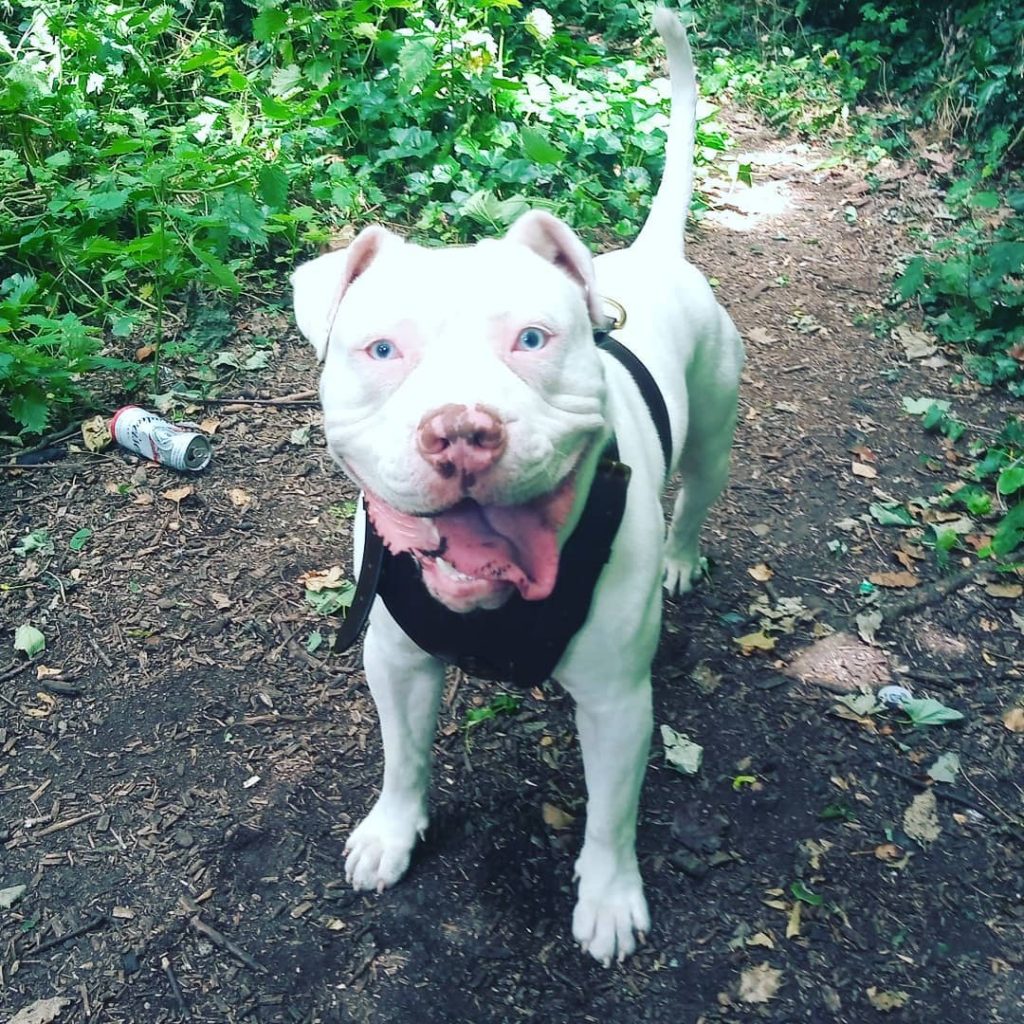 tan blue eyed pitbull