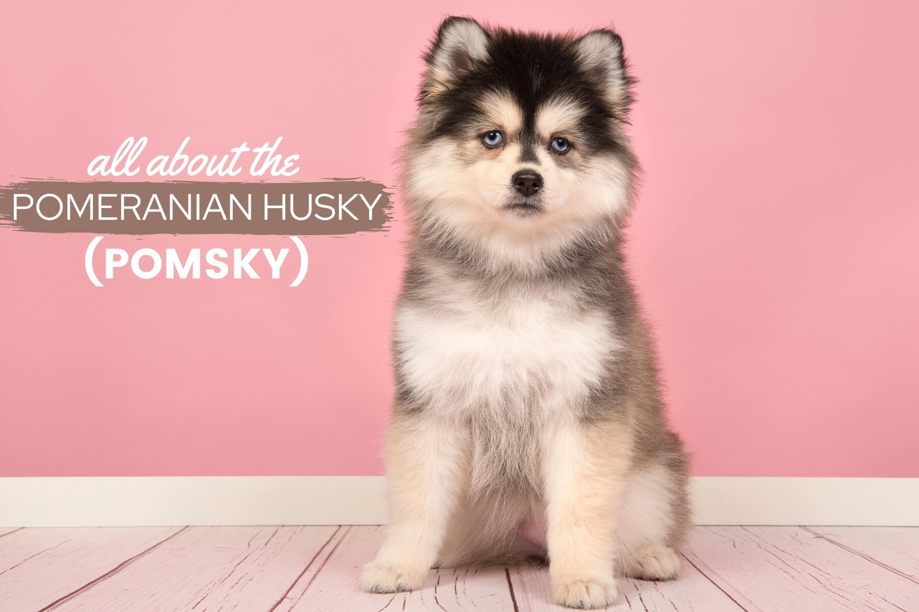 pomeranian husky temperament