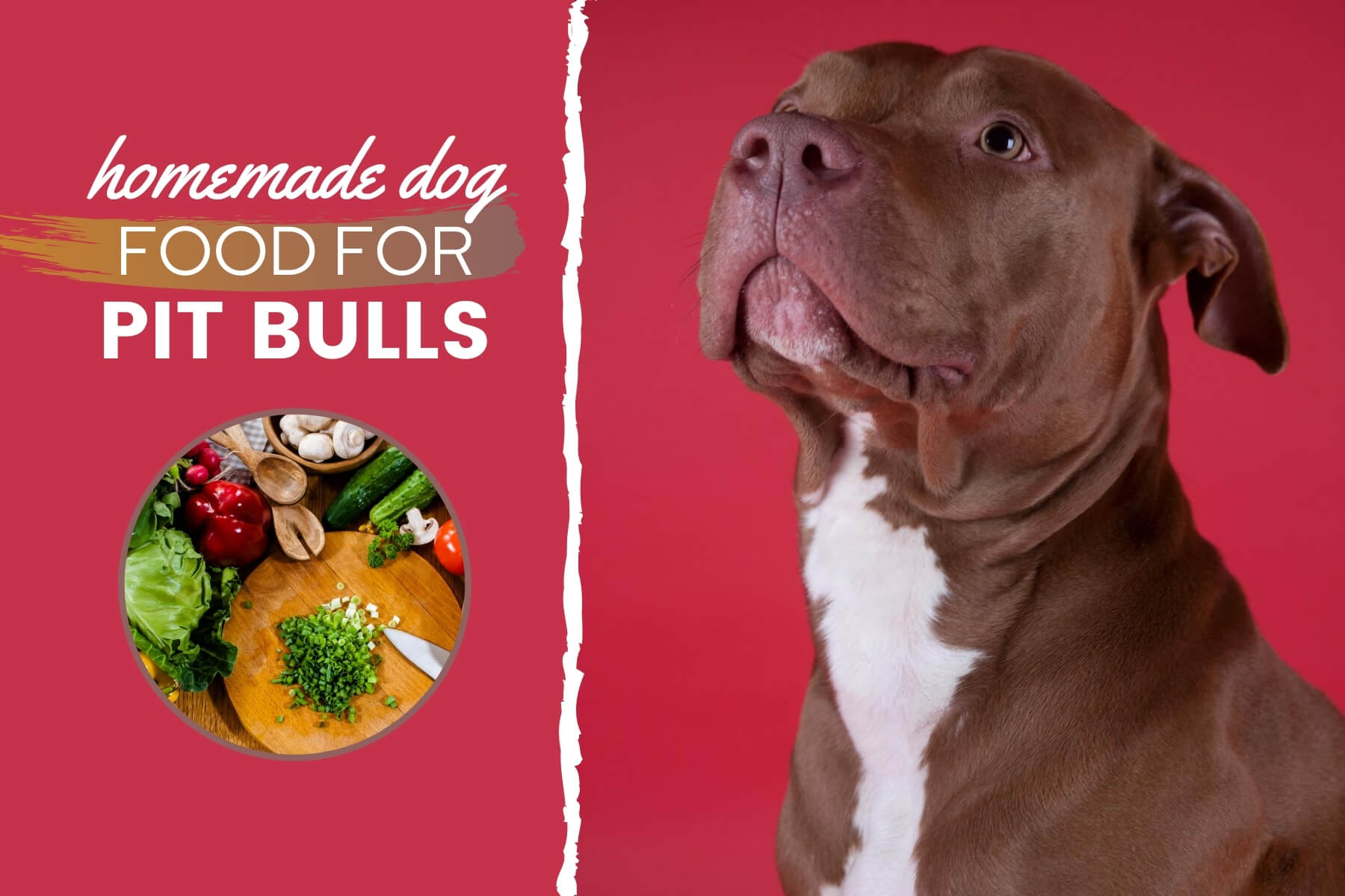 homemade dog food recipes for pitbull puppies