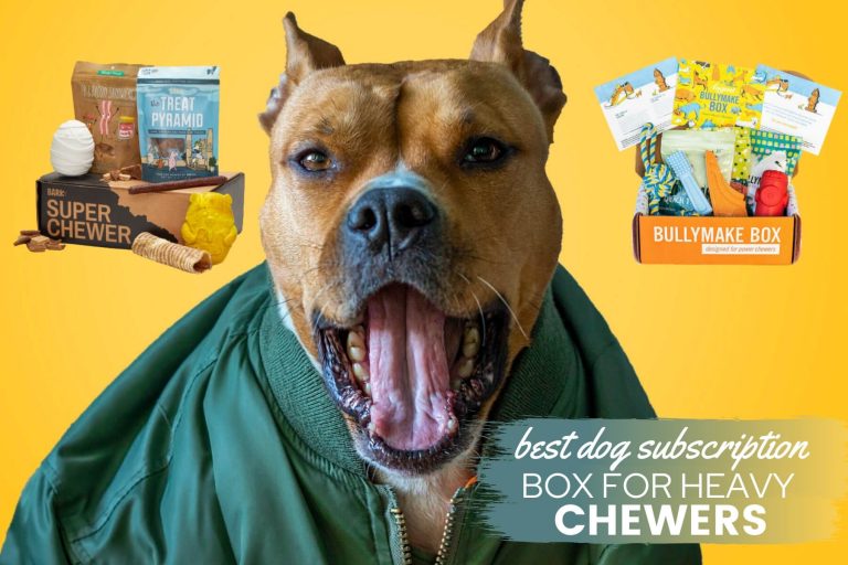 6 Best Dog Toy Subscription Box For Heavy, Tough Chewers: BarkBox Super Chewer vs Bullymake vs Kong Box