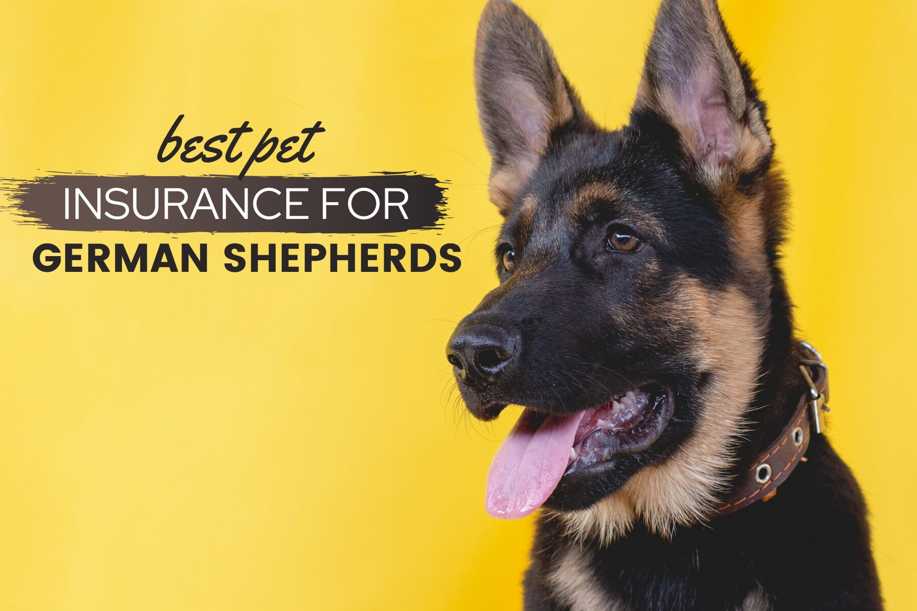 Best Pet Insurance For German Shepherds: Do GSDs Need It ...