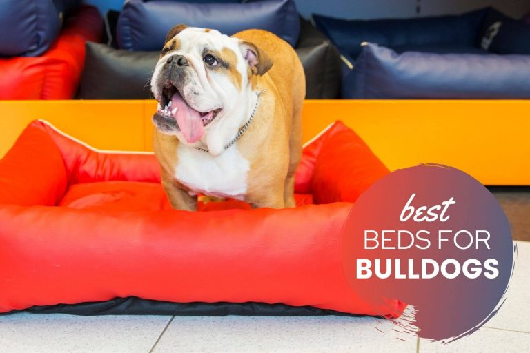 Best Dog Beds For Bulldogs 2022: Optimal Sleep & Wellness (By Category)