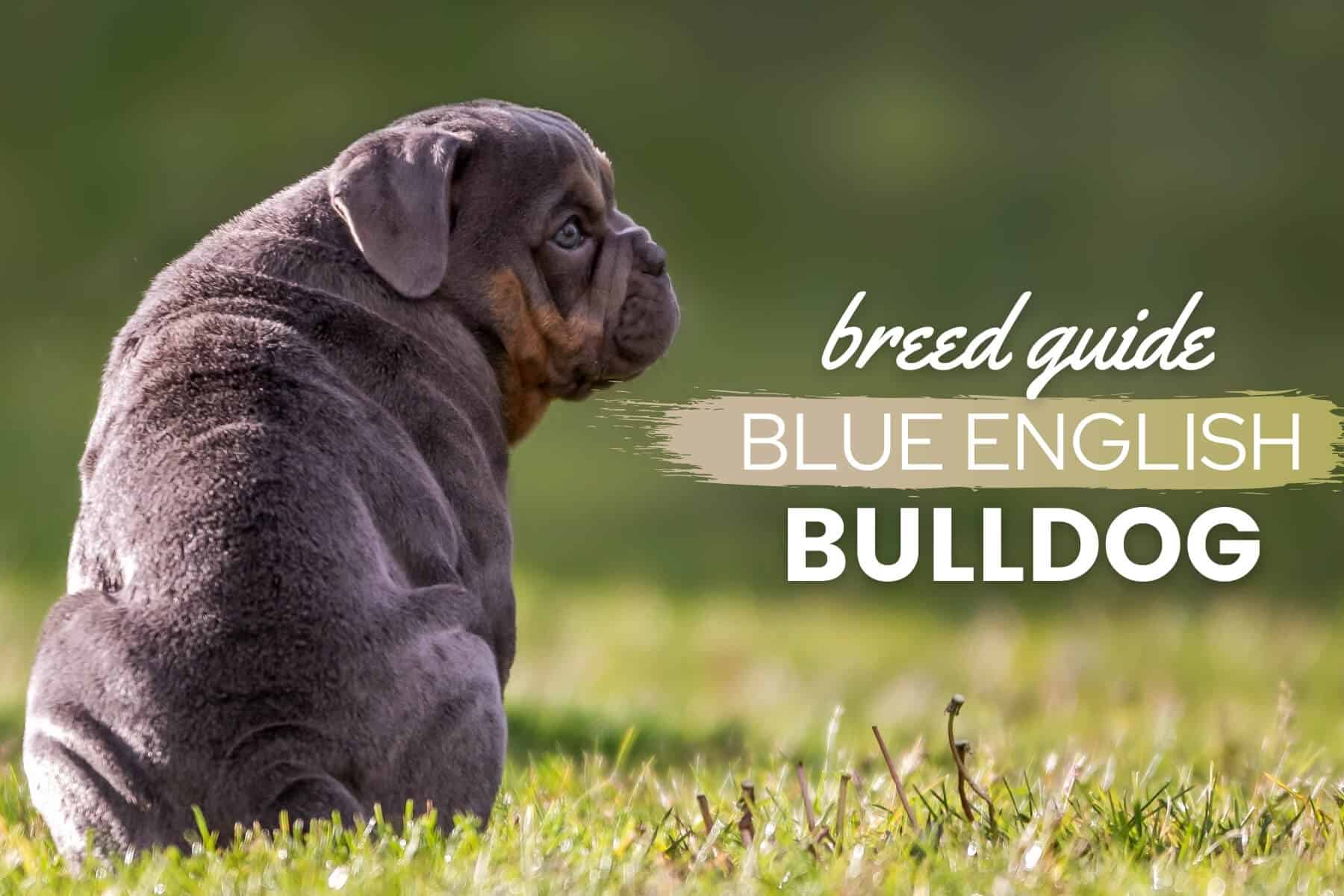 how much should a english bulldog weight at 5 months