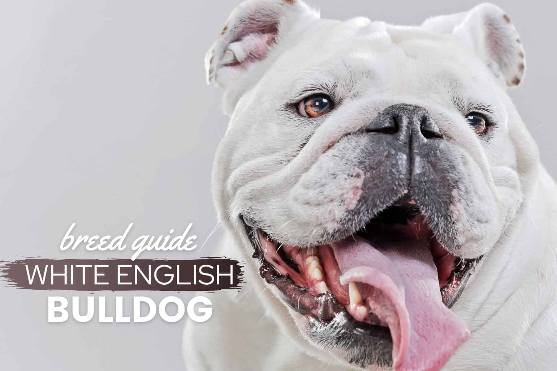 All white english store bulldog