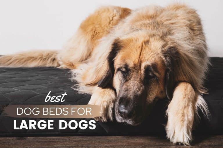 20 Best Large & Extra-Large Dog Beds For Big Dogs 2022 [Reviews & Picks]