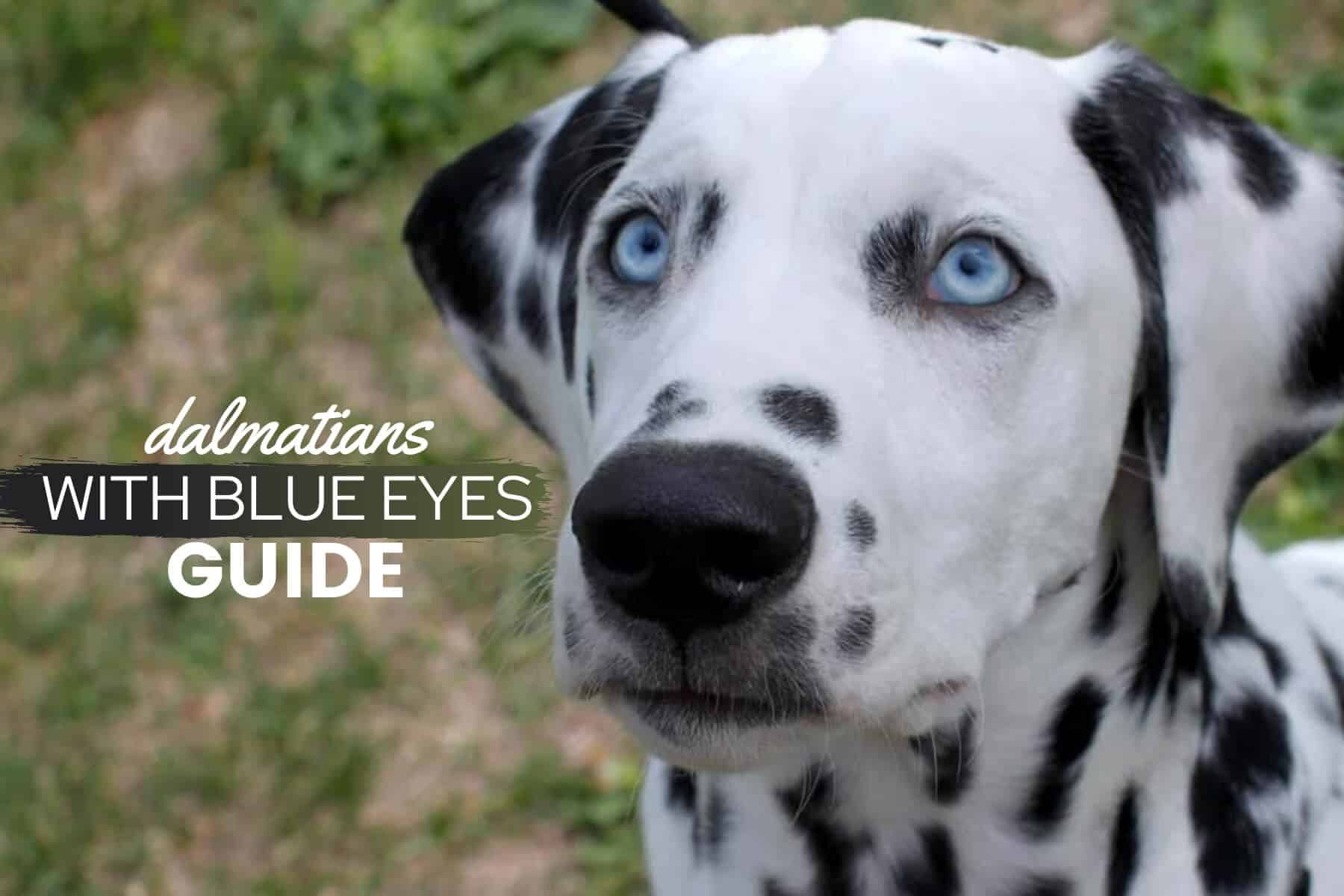 are dalmatians smart dogs