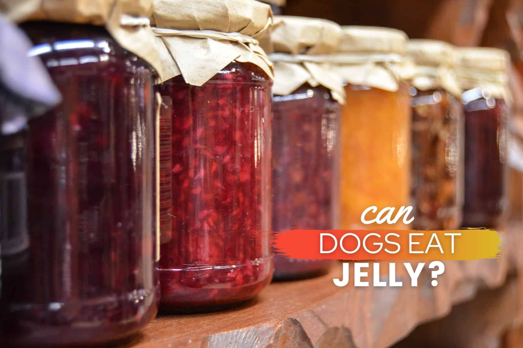 Can Dogs Eat Jelly? Is It Bad or Good For Dogs? - Canine Bible 