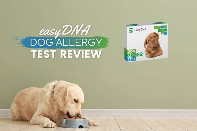 EasyDNA Dog Allergy Test Review 2022: Discover Dog Allergies (Results)