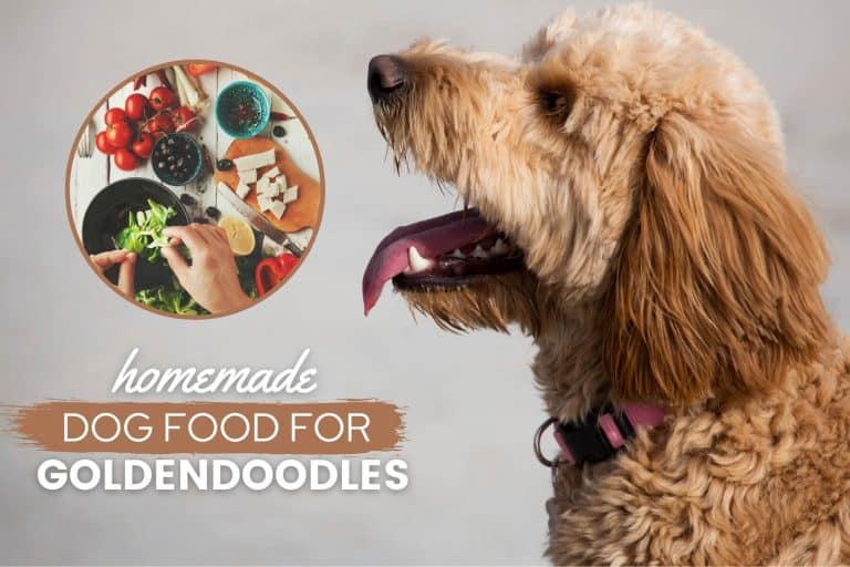 Goldendoodle Homemade Dog Food Guide: Recipes, Nutrition & Tips