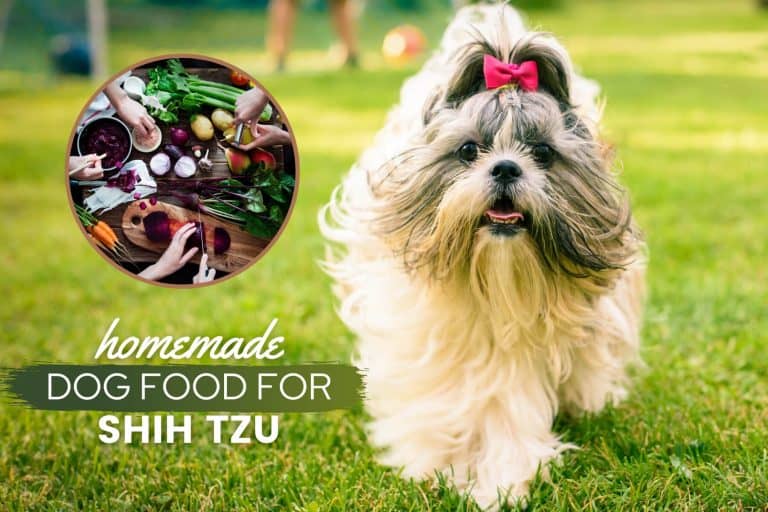 Homemade Dog Food For Shih Tzu: Best Recipes, Tips & More