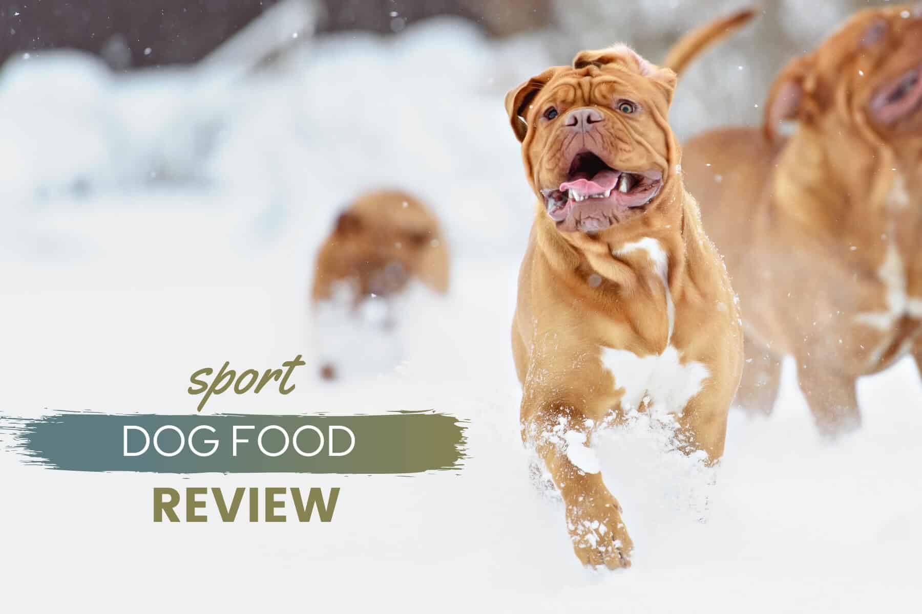 sport dog food review