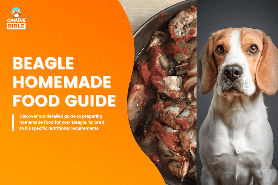 Beagle Homemade Dog Food